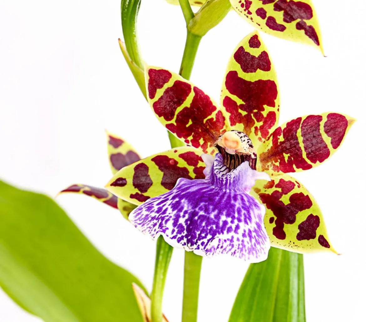 Zygopetalum - Zygopetalum cultivars