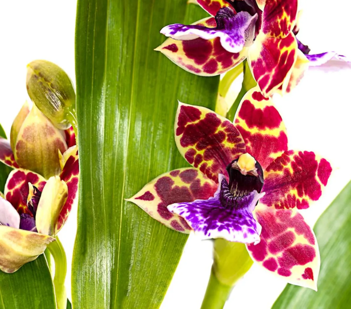 Zygopetalum - Zygopetalum cultivars