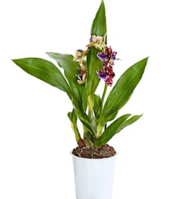 Zygopetalum - Zygopetalum cultivars