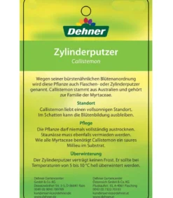 Zylinderputzer, Busch