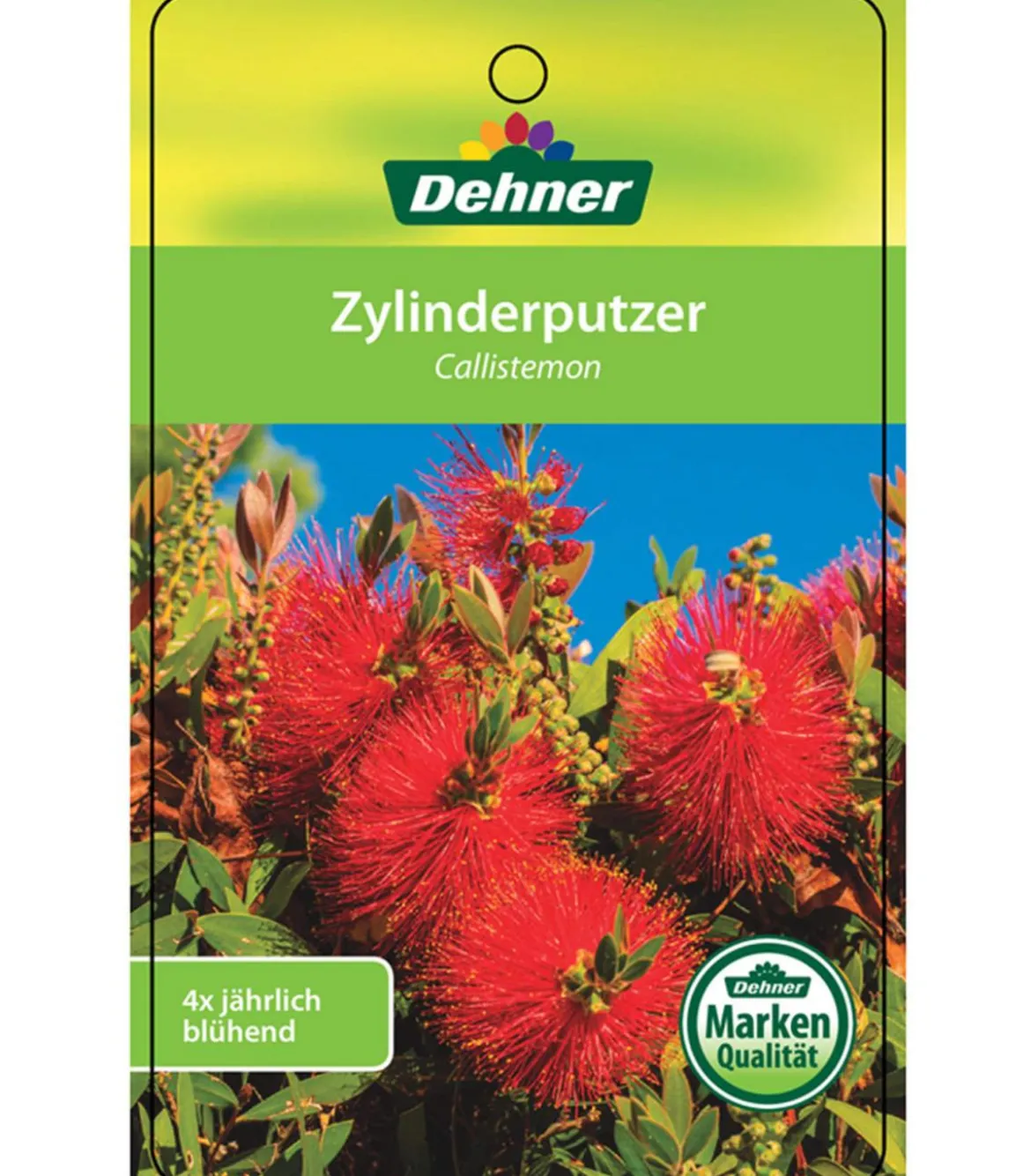 Zylinderputzer, Busch