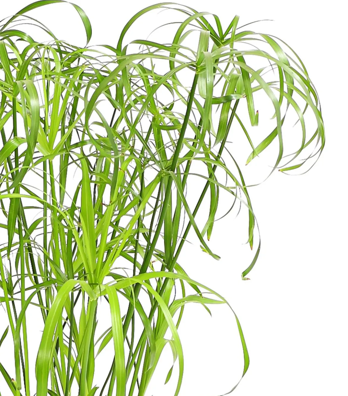 Zypergras - Cyperus alternifolius