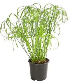 Zypergras - Cyperus alternifolius