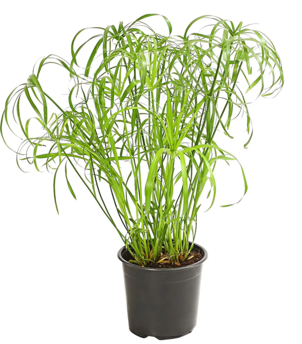 Zypergras - Cyperus alternifolius
