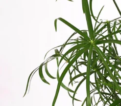Zypergras - Cyperus glaber