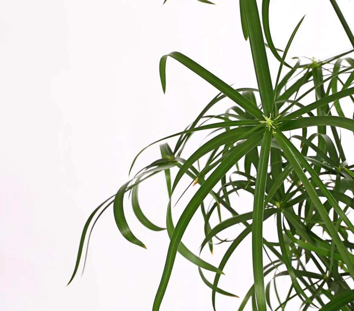 Zypergras - Cyperus glaber