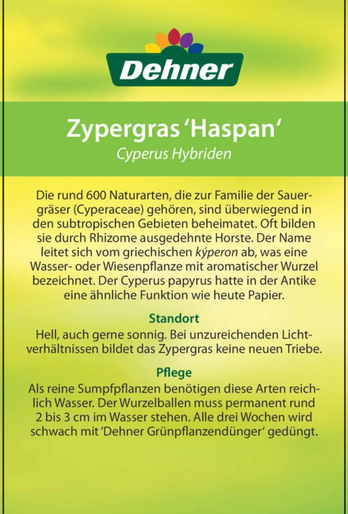 Zypergras - Cyperus haspan