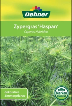 Zypergras - Cyperus haspan