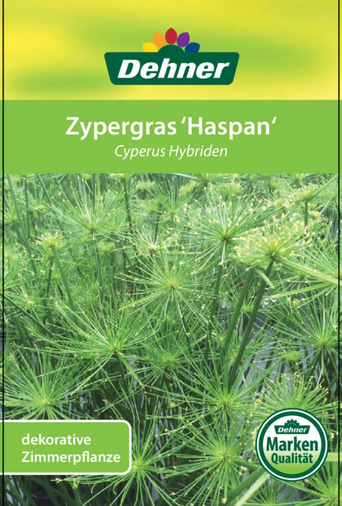 Zypergras - Cyperus haspan