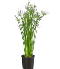 Zypergras - Cyperus haspan