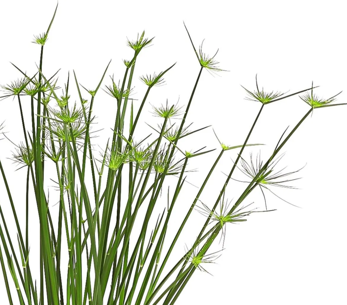 Zypergras - Cyperus haspan