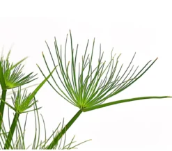 Zypergras - Cyperus haspan