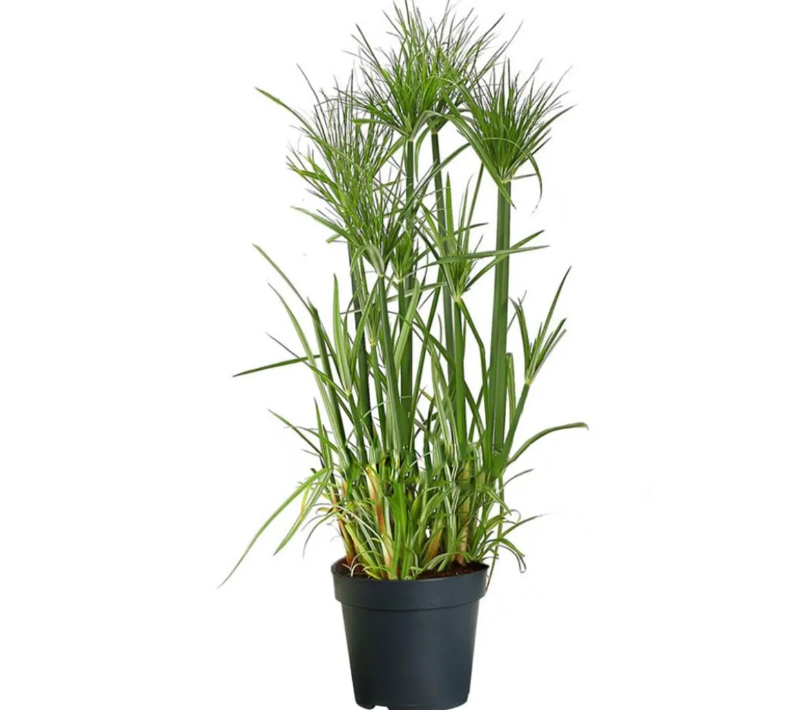 Zyperngras - Cyperus papyrus