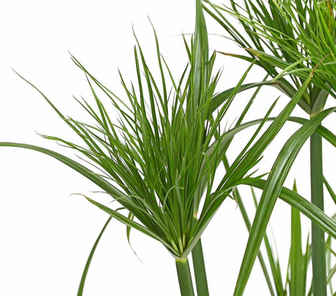 Zyperngras - Cyperus papyrus